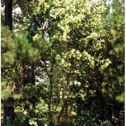 thumbnail for publication: Ligustrum lucidum: Glossy Privet